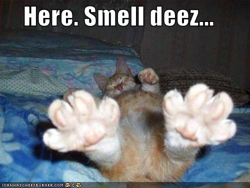 funny-pictures-smell-orange-cat-feet.jpg